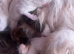 Ragdoll Kittens