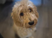 Apricot Male Cockapoo