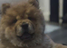 Exceptional chow chow bear ** now fully vaccinated **