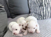 3 beautiful Maltese puppies for sale