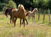 Licensed section B stallion