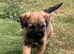 Border terrier puppies