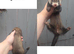 Ferrets for sale