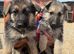 9 beautiful german shepard pups