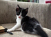 Female and Male Kitten