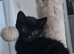 2 cute kittens (male)