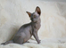 Sphynx Kittens