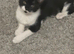 Handsome kitten boy