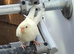 Beautiful young cream red eyed kakariki