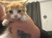 Last kitten! Ginger and white girl