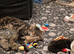 REDUCED XL full Maine coon kittens - Ready now