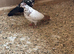 Pair of pigeons for sale