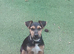 6 month old jack russel