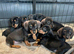 Dachshund Puppies Last Boys Ready Now