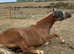 Staple wood Sia chestnut mare