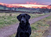 Last Two! Super RKC black lab bitches