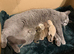 British Shorthair Kittens (ready to go in 1 week)