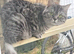 2 silver tabby british shorthair