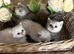 Beautiful kittens