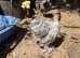 Pekin Bantam Rooster