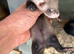 Baby Ferrets - Reserve Now 2 for &pound;100