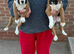 FIVE STAR BREEDER of lovey boxer puppies