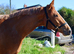 15.2 chestnut thoroughbred mare