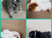 Guineapigs
