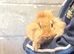Lionhead buck