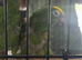 Yellow headed amazon's