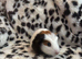 Male guinea pigs