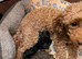 Toy poodle puppies KC registered