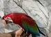 Ready Now HandReared Baby Friendly Super Tame Cuddly Greenwing Macaw Parrot,15