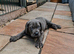 ICCF 8th gen pedigree Cane Corso (ready to leave)