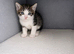 Beautiful Kittens