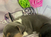 Miniature Jack Russell puppies deposit secures only boy left now