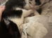 White and black kitten male and 2 black n white female kittes