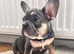 French bulldog Grey Lilac Than