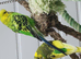 3 little boy budgies