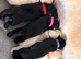 Millie&rsquo;s litter of cuties