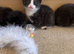 Kittens
