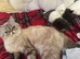 Exotic Persians