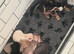 Chihuahua pups 3 (available)