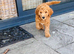 3 golden doodles available