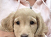 Cream long hair miniature Dachshund