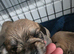 Cava-tzu x Dachshund