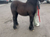 Drummersdale Albert 5 months old colt