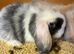 12 week old mini lop doe