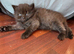 BRITISH SHORTHAIR RAGDOLL CROSS