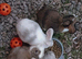 Baby bunnys